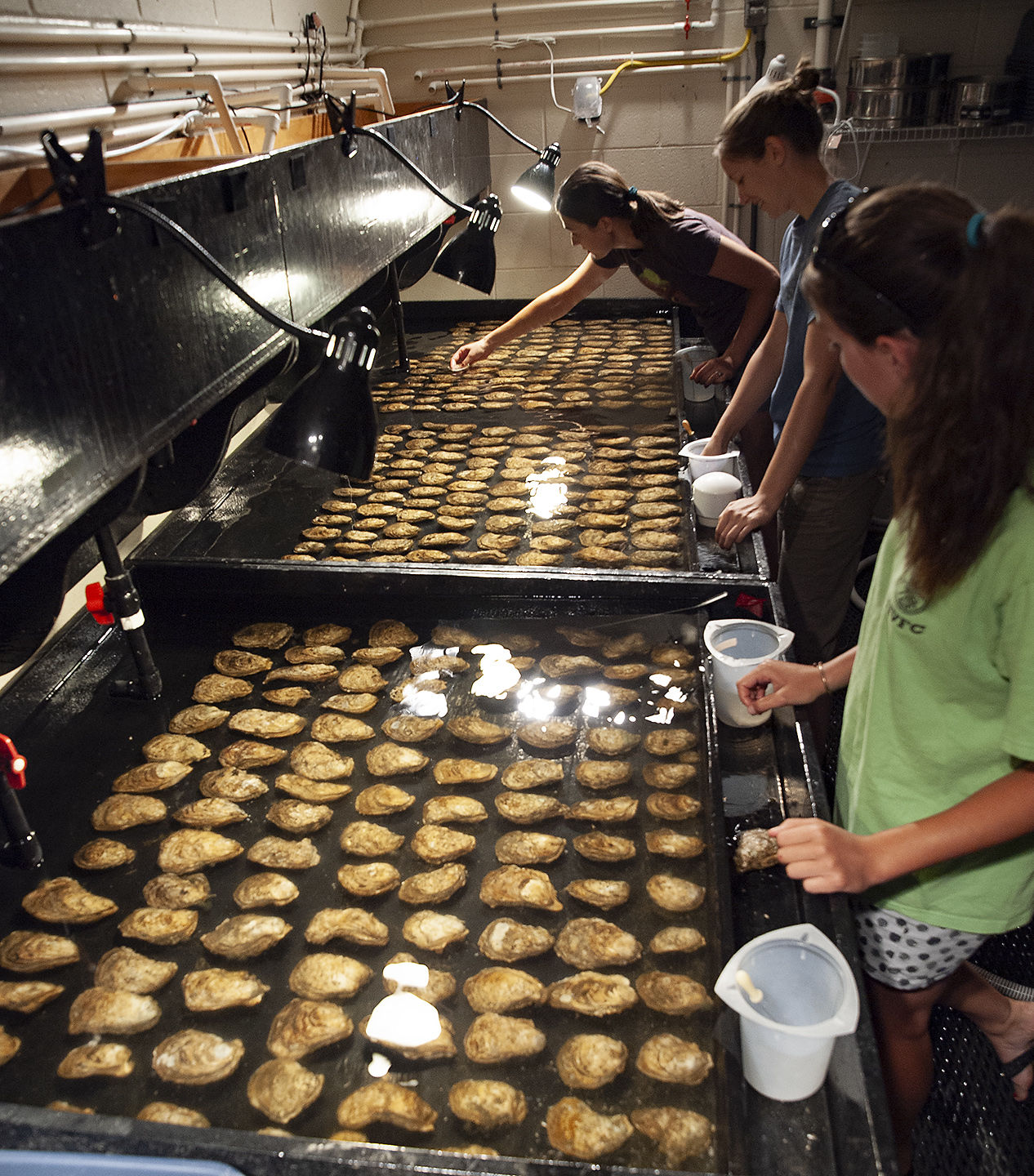 Brood oysters in tank